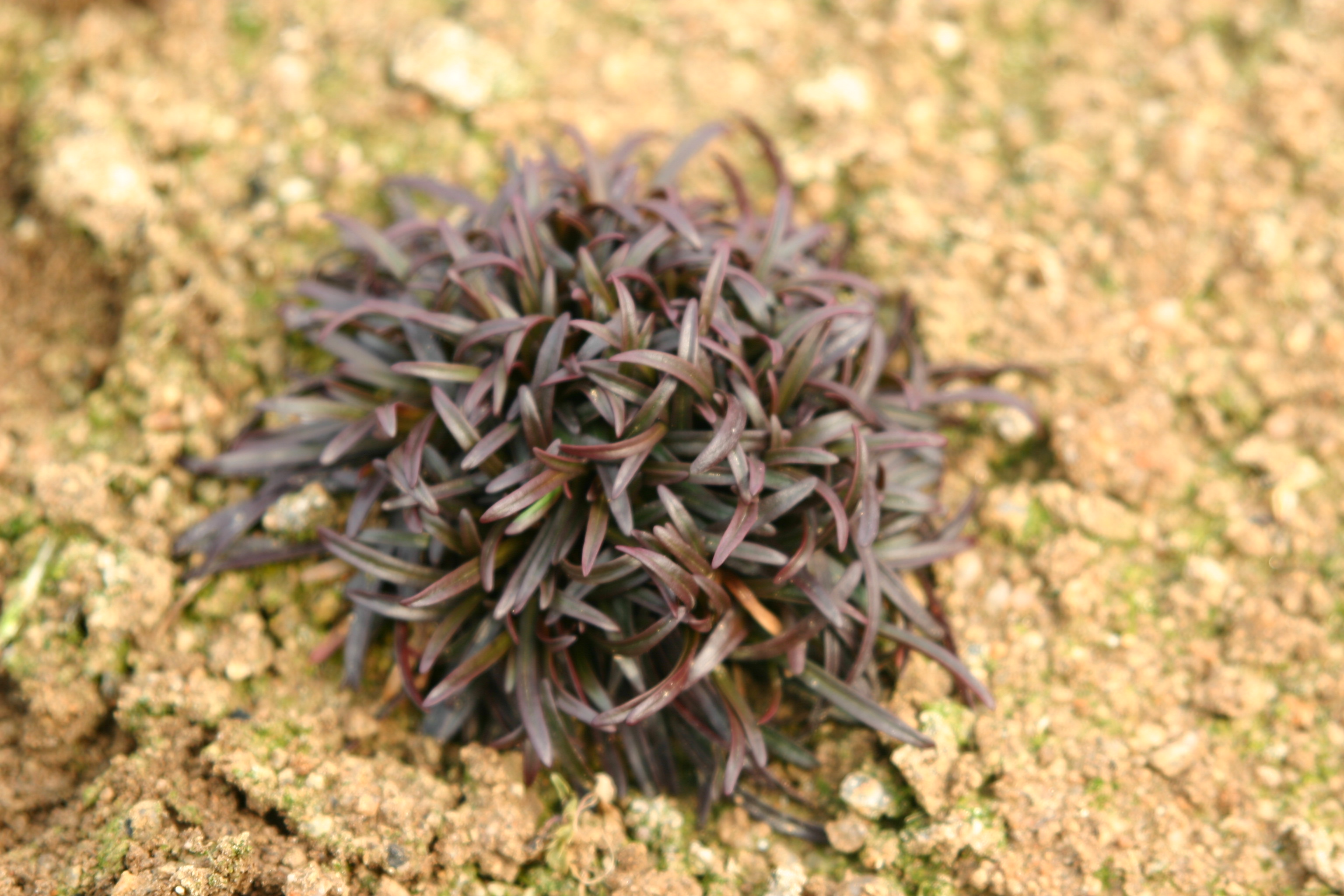 Armeria maritima 'Rubrifolia'